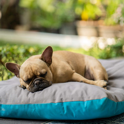 Creating a Pet-Friendly Home: A Guide to Choosing the Perfect Pet Bed