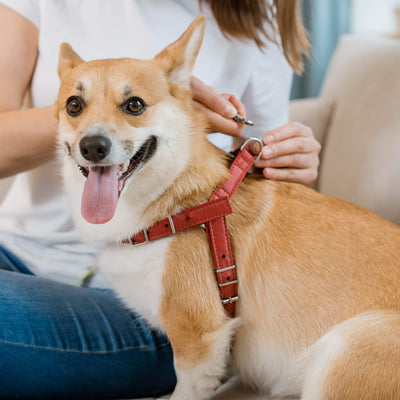 Style and Safety: Choosing the Right Collar and Harness for Your Pet