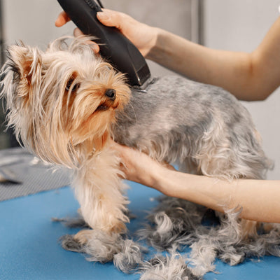 Grooming 101: A Step-by-Step Guide to Keeping Your Pet's Coat Healthy and Shiny