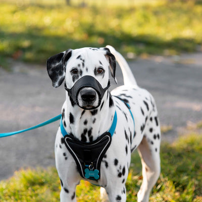 Pet Collar & Harness