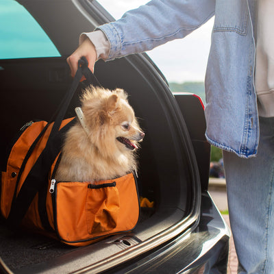 Pet Travel