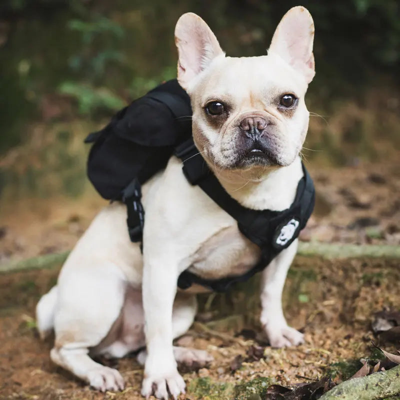 Small Dog Compact Canine Gear Bag