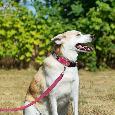 Embroidered Adjustable Nylon Dog Collars